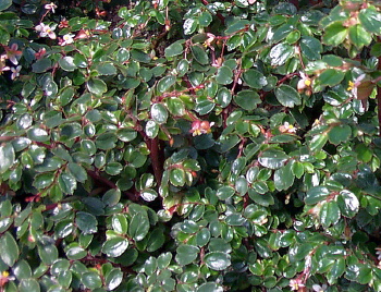 Begonia Foliosa