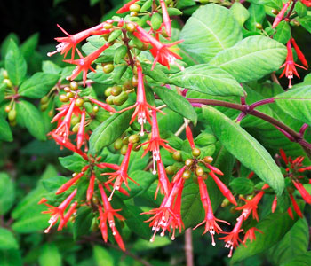 Fuchsia Fulgens