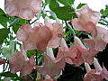 Brugmansia versicolor Ecuador Pink