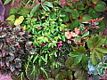 Begonia Shrub Like Collection