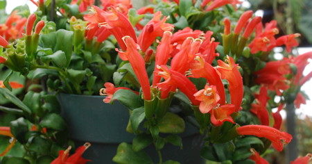 Aeschynanthus boschianus flowers