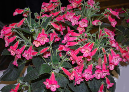 Kohleria 'Manchu' flowers