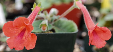 Sinningia 'High Voltage' flowers