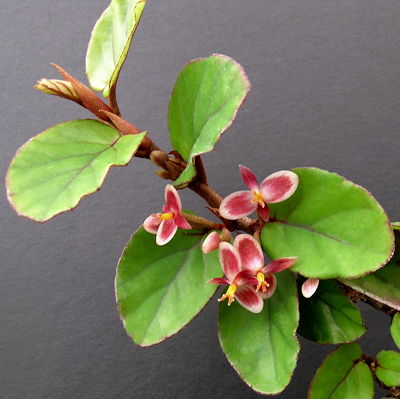 Begonia letestui flowers