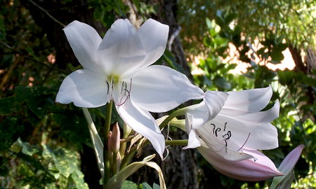 Crinum moorei Flowers