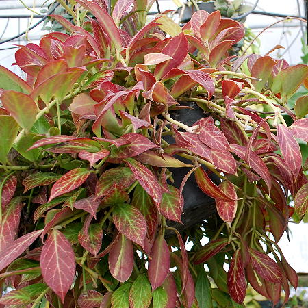 Hoya obscura Major basket