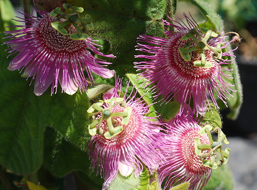 Passiflora nephrodes