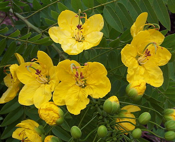 Cassia leptophylla flowers