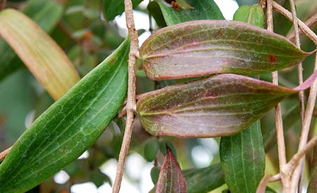 Hoya benguetensis leaves