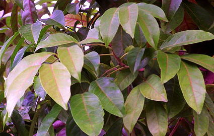 Harpullia pendula leaves