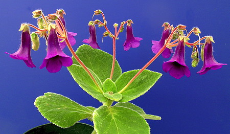 Sinnigia species Ibiticoa flowers