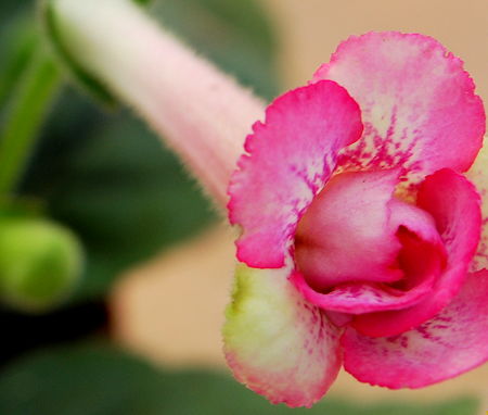 Streptocarpus 'Heartland's Double Dilly' flower