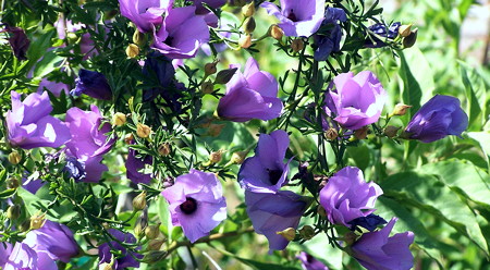 Alyogyne Sentinnel flowers