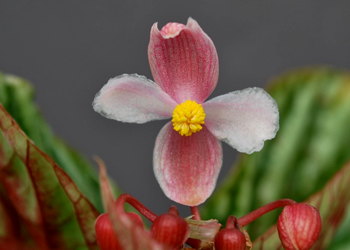 Begonia U604 flower