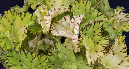 Begonia 'Leprechaun's Kiss'