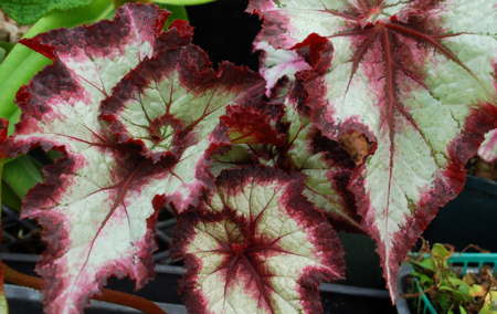 Begonia 'Shaun Henthorne'