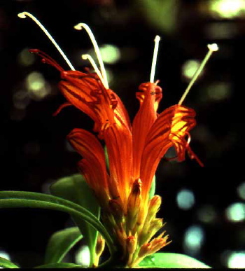 Aeschynanthus Flash