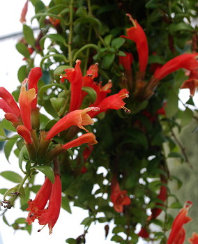 Aeschynanthus Boschianus