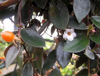 Codonanthe Cranberry