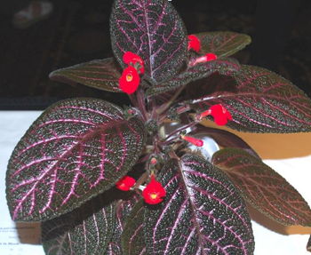 Episcia Kee Wee