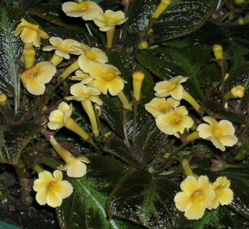 Episcia Suomi