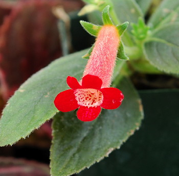 Glokohleria Scarlet Letter