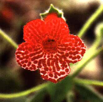 Kohleria Clown Prince