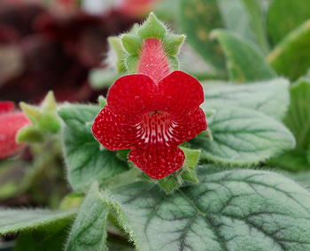 Kohleria Red Ryder