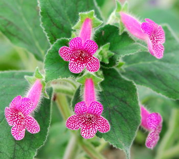 Kohleria Rongo