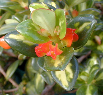 Nematanthus gregarius Dibleys Gold