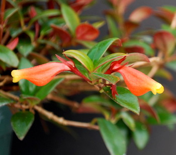 Nematanthus Jungle Lights