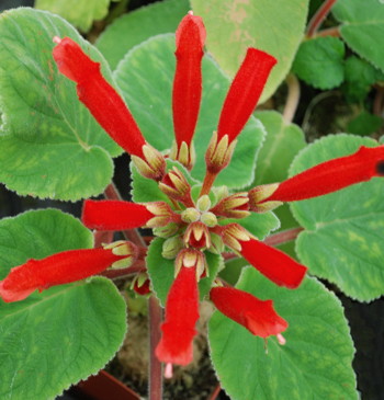 Sinningia cardinalis