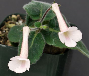 Sinningia Maidens Blush