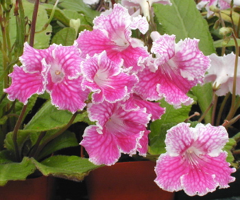 Streptocarpus Fancy Frills