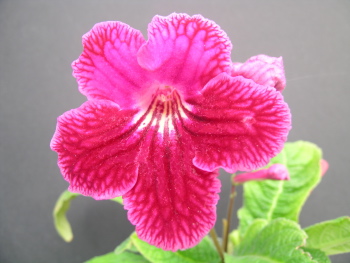 Streptocarpus Fandango