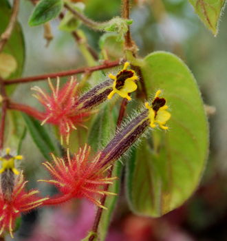 Columnea minor