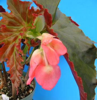 Begonia Jumbo Jet