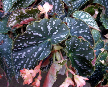 Begonia Toms Fantasy