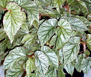 Begonia Don Miller