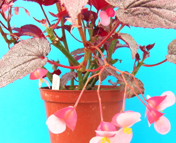 Begonia Margaritacea