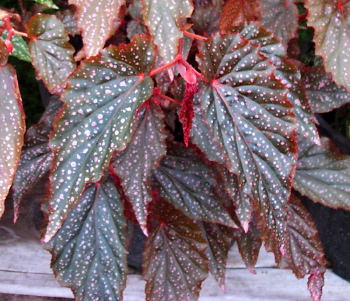 Begonia Sands of Arabia