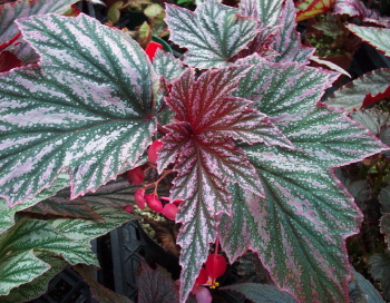 Begonia Pink Minx