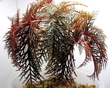 Begonia bipinnatifida