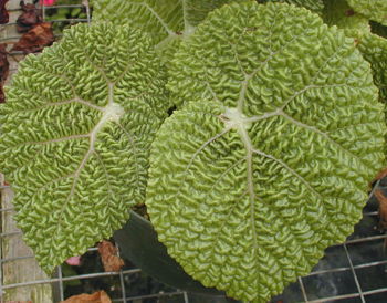 Begonia gehrtii