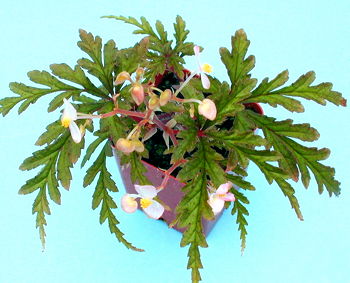 Begonia U076 (polilloensis)