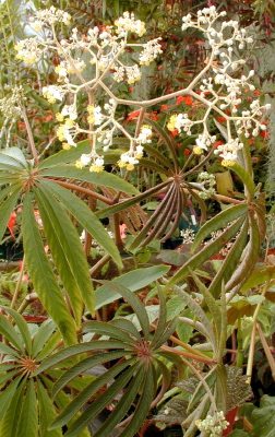 Begonia luxurians