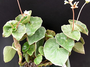 Begonia venosa