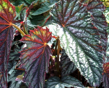 Begonia Gypsy Maiden