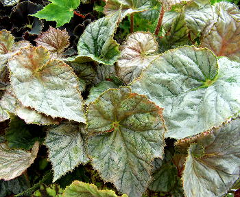 Begonia Sierra Silver Moon