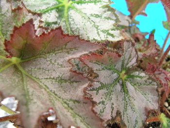 Begonia Sierra Silver Rose